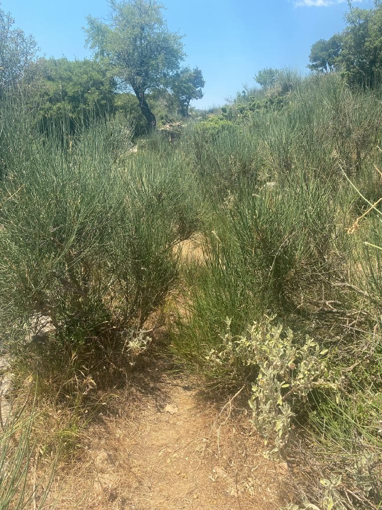 ARCADIA TRAIL